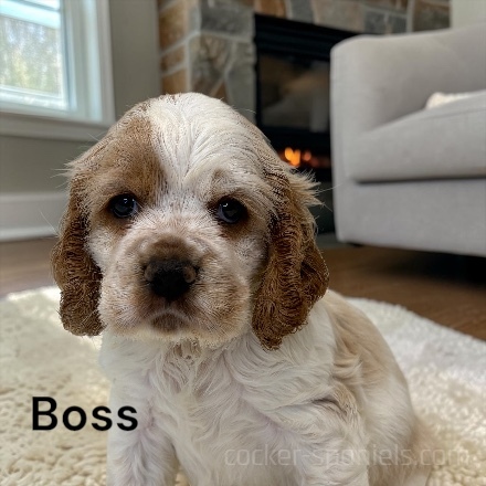 puppy, for, sale, Cocker Spaniel, Joe & Cherri  Overlease, dog, breeder, Miller, MO, dog-breeder, puppy-for-sale, forsale, nearby, find, puppyfind, locator, puppylocator, aca